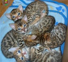 Bengaalse kittens