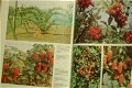 The Fruit Garden Displayed - 2 - Thumbnail