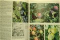 The Fruit Garden Displayed - 3 - Thumbnail