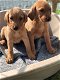 Schattige Labrador-puppy's - 0 - Thumbnail