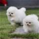 Mooie Pommeren puppy's - 0 - Thumbnail