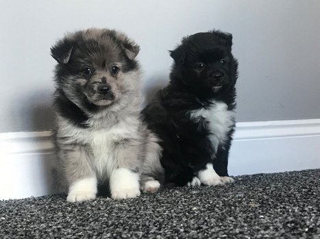 Geweldige teddybeer geconfronteerd met Pomsky-puppy's - 0