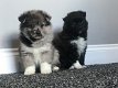 Geweldige teddybeer geconfronteerd met Pomsky-puppy's - 0 - Thumbnail