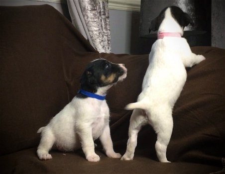 Mooie Jack Russell Terrier-puppy's - 0