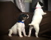 Mooie Jack Russell Terrier-puppy's - 0 - Thumbnail