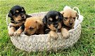 charmante mannelijke en vrouwelijke Rottweiler-puppy's - 0 - Thumbnail