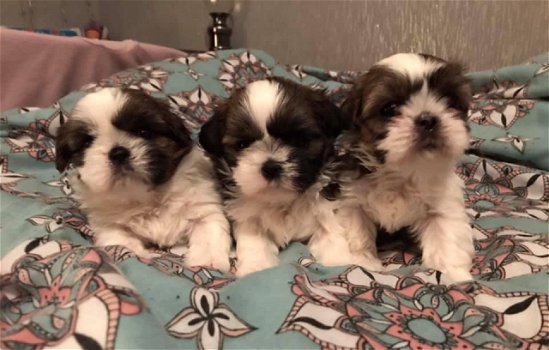 Entzückende Shih Tzu Welpen zu verkaufen - 0