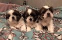 Entzückende Shih Tzu Welpen zu verkaufen - 0 - Thumbnail