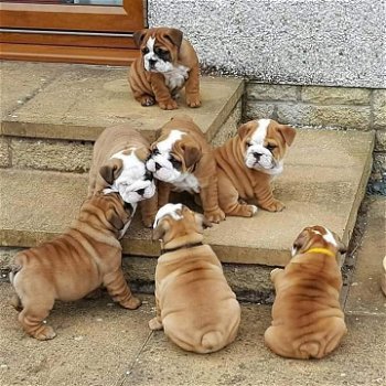 Englische Bulldogge Welpen zu verkaufen - 0