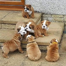 Englische Bulldogge Welpen zu verkaufen