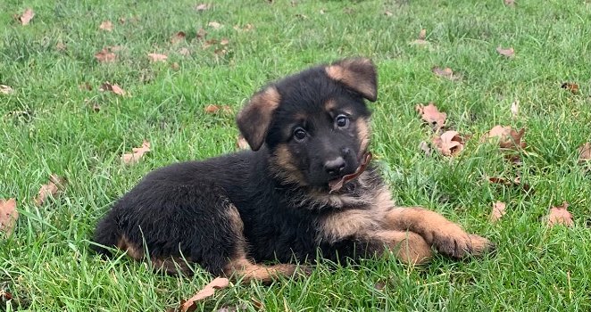 Deutscher Schäferhund Welpen zu verkaufen - 0