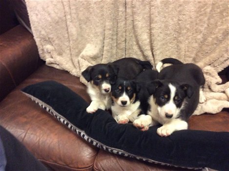 Geweldige Border Collie-puppy's. - 0