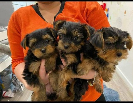 Nette Yorkshire Terrier Welpen zu verkaufen - 0