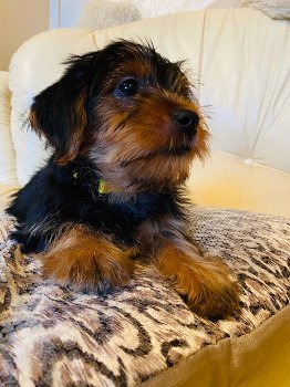 Nette Yorkshire Terrier Welpen zu verkaufen - 2