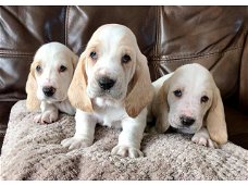 Verbluffende Basset Hound-puppy's