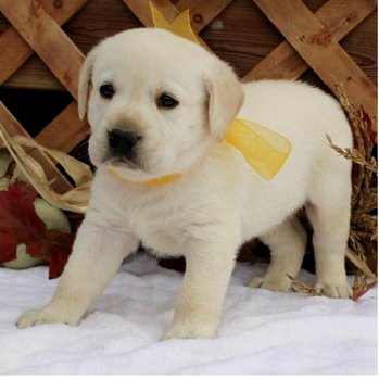 Labrador Retriever Puppies Available - 0
