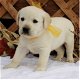 Labrador Retriever Puppies Available - 0 - Thumbnail