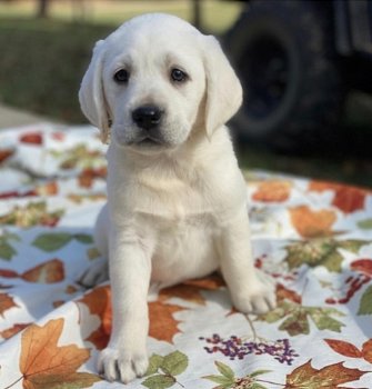 Labrador Retriever Puppies Available - 1