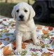Labrador Retriever Puppies Available - 1 - Thumbnail