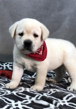 Labrador Retriever Puppies Available - 2