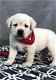 Labrador Retriever Puppies Available - 2 - Thumbnail