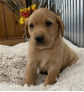 Labrador Retriever Puppies Available - 3