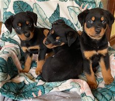 Rottweiler-puppy's te koop