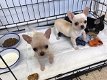 Chihuahua-puppy's te koop - 0 - Thumbnail