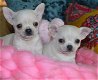 Chihuahua-puppy's te koop - 1 - Thumbnail