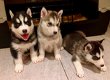Leuke en schattige Siberische Husky-puppy's - 0 - Thumbnail