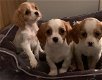 Schattige Cavalier Puppies - 0 - Thumbnail