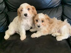 Schattige Cavachon-puppy's