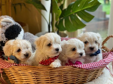 Mooie Maltipoo-puppy's beschikbaar - 1