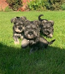 Schattige mannelijke en vrouwelijke Schnauzer-puppy's