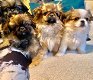 Pekingese Puppies te koop - 0 - Thumbnail
