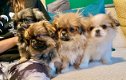 Pekingese Puppies te koop - 2 - Thumbnail