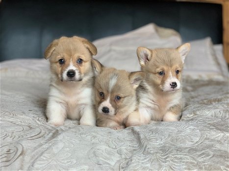 Pembrokeshire Corgi-puppy's - 0