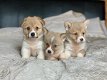 Pembrokeshire Corgi-puppy's - 0 - Thumbnail