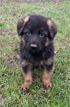 Mooie Duitse herder pups te koop