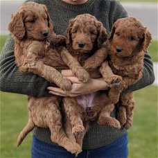 Goldendoodle-puppy's