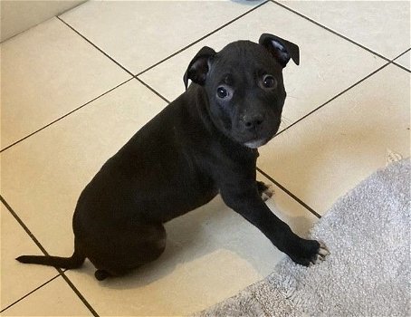 Staffordshire Bull Terrier-puppy's - 0