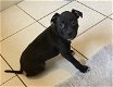 Staffordshire Bull Terrier-puppy's - 0 - Thumbnail