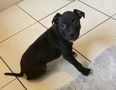 Staffordshire Bull Terrier-puppy's