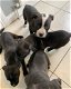 Staffordshire Bull Terrier-puppy's - 1 - Thumbnail