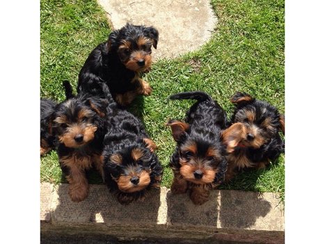 Schattige theekopje Yorkie Puppies te koop - 0