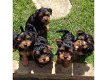 Schattige theekopje Yorkie Puppies te koop - 0 - Thumbnail