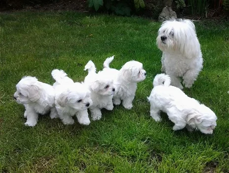 Maltese Puppies Klaar om te vertrekken - 0