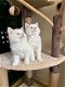 Brits korthaar kittens - 0 - Thumbnail