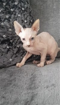 Mooie Sphynx Kittens - 1