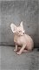 Mooie Sphynx Kittens - 2 - Thumbnail
